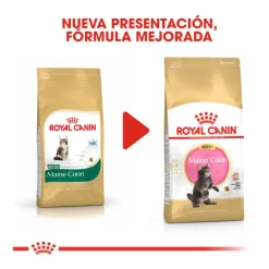 Royal Canin Kitten Maine Coon pienso para gatos