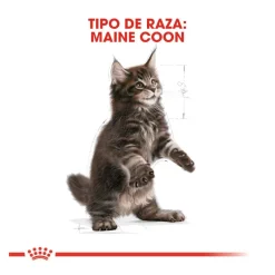 Royal Canin Kitten Maine Coon pienso para gatos