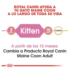 Royal Canin Kitten Maine Coon pienso para gatos