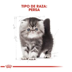 Royal Canin Kitten Persia pienso para gatos Best