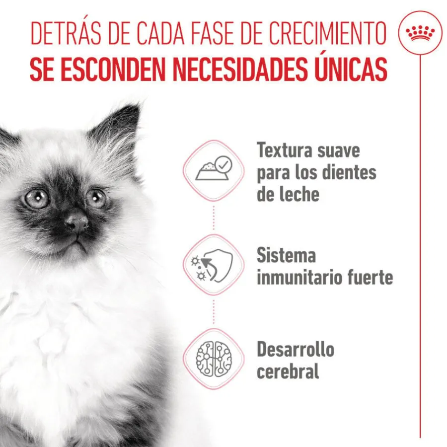 Royal Canin Kitten sobre en salsa para gatos