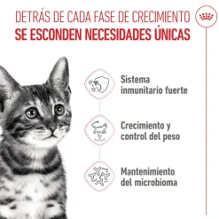 Royal Canin Kitten Sterilised pienso para gatos Online