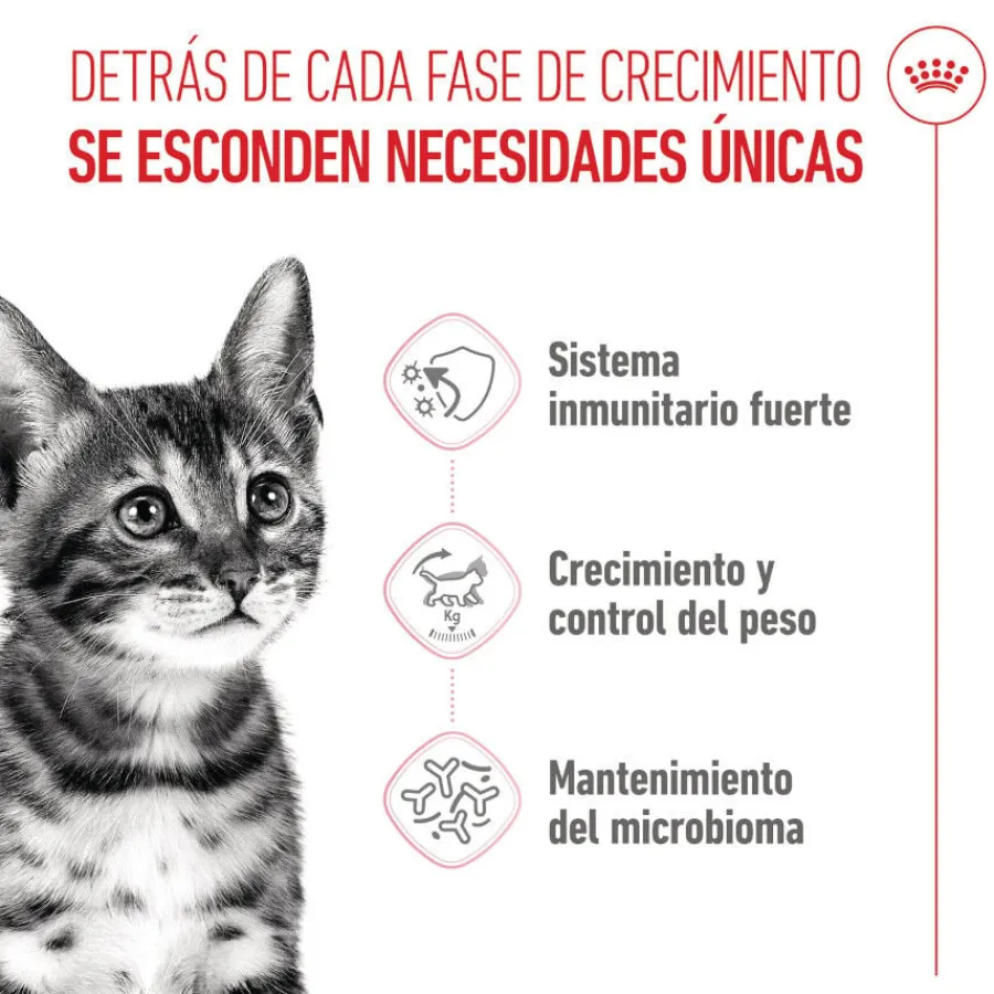 Royal Canin Kitten Sterilised pienso para gatos Online