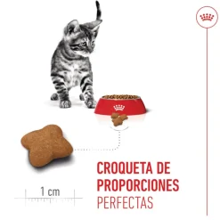 Royal Canin Kitten Sterilised pienso para gatos Online