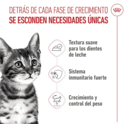 Royal Canin Kitten Sterilised gelatina para gatos Sale