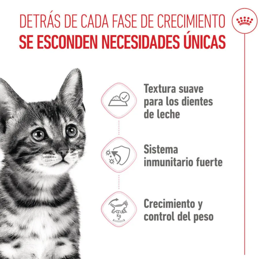 Royal Canin Kitten Sterilised gelatina para gatos Sale