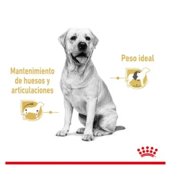Royal Canin Labrador Sobres para perros