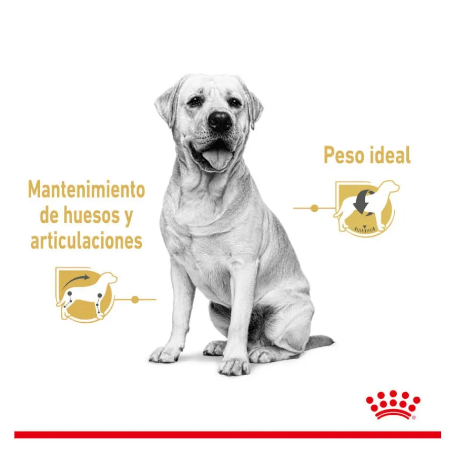 Royal Canin Labrador Sobres para perros