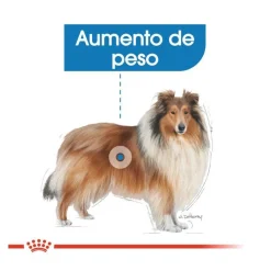 Royal Canin Light Weight Care Maxi pienso para perros Sale