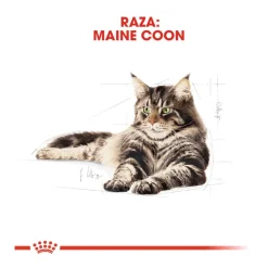 Royal Canin Maine Coon sobres para gatos