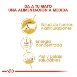 Royal Canin Maine Coon sobres para gatos