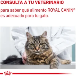Royal Canin Mature Consult Balance Paté sobre para gatos Online