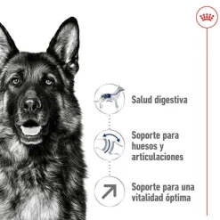 Royal Canin Maxi Adult 5+ pienso para perros senior de raza grande Sale