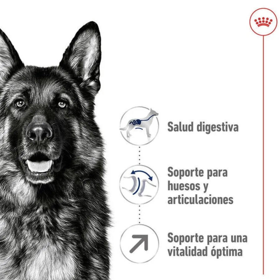 Royal Canin Maxi Adult 5+ pienso para perros senior de raza grande Sale