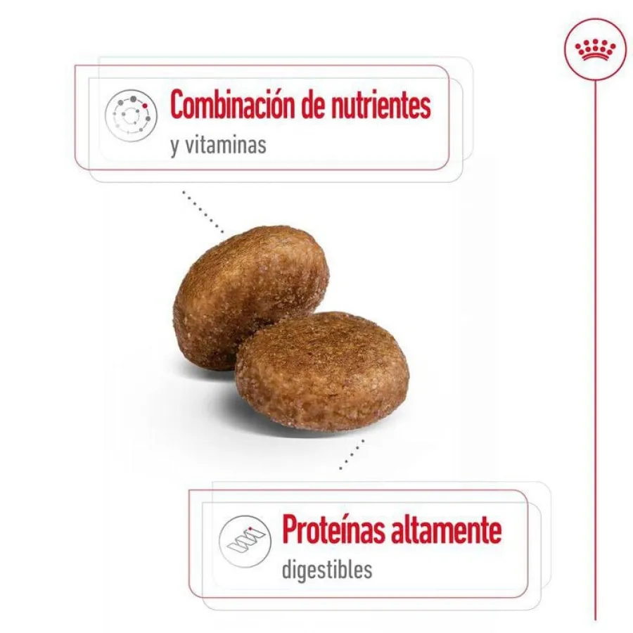 Royal Canin Maxi Adult 5+ pienso para perros senior de raza grande Sale
