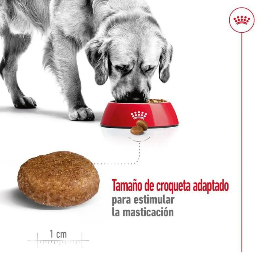 Royal Canin Maxi Adult 5+ pienso para perros senior de raza grande Sale
