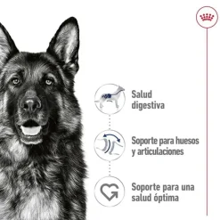 Royal Canin Maxi Adult Carne sobre en salsa para perros New
