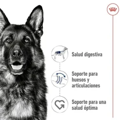 Royal Canin Maxi Adult pienso para perros New