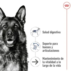 Royal Canin Maxi Ageing 8+ pienso para perros