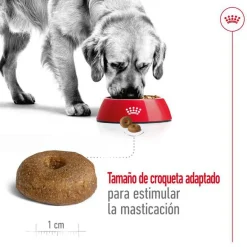 Royal Canin Maxi Ageing 8+ pienso para perros