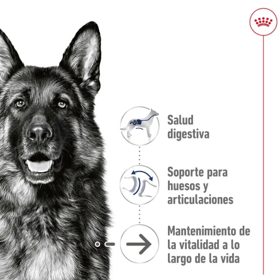 Royal Canin Maxi Ageing 5+ Paté lata para perros Outlet