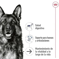 Royal Canin Maxi Ageing sobre en salsa para perros Outlet