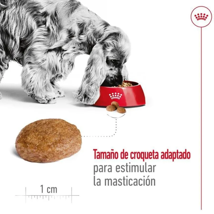 Royal Canin Medium 7+ Adult pienso para perros senior Online