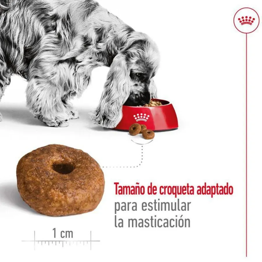 Royal Canin Medium 10+ Ageing pienso para perros Sale