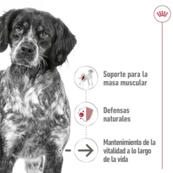 Royal Canin Medium 7+ Ageing lata para perros Clearance