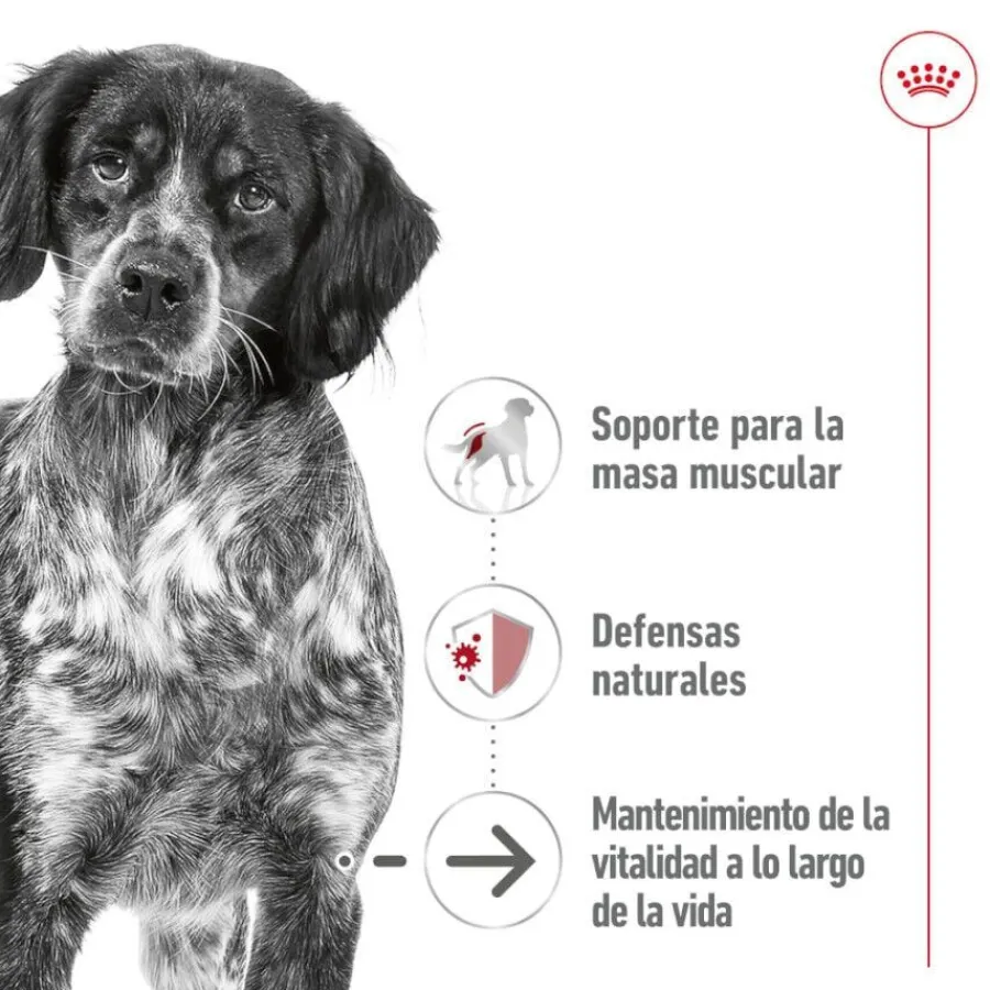 Royal Canin Medium 7+ Ageing lata para perros Clearance