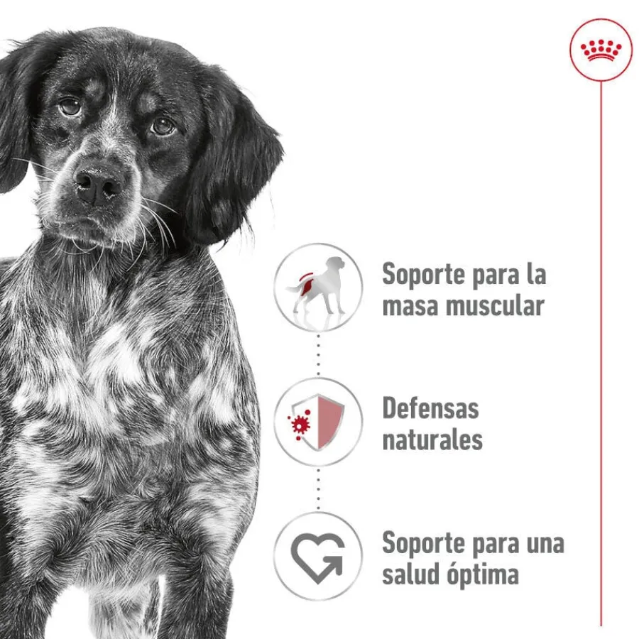 Royal Canin Medium Adult Paté lata para perros Outlet