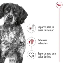 Royal Canin Medium Adult pienso para perros Outlet