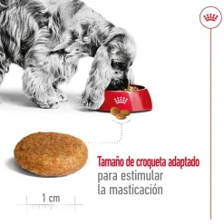 Royal Canin Medium Adult pienso para perros Outlet