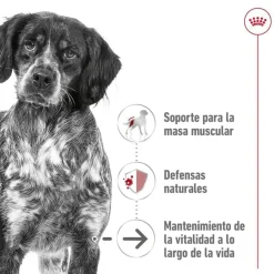 Royal Canin Medium Ageing sobre en salsa para perros Online