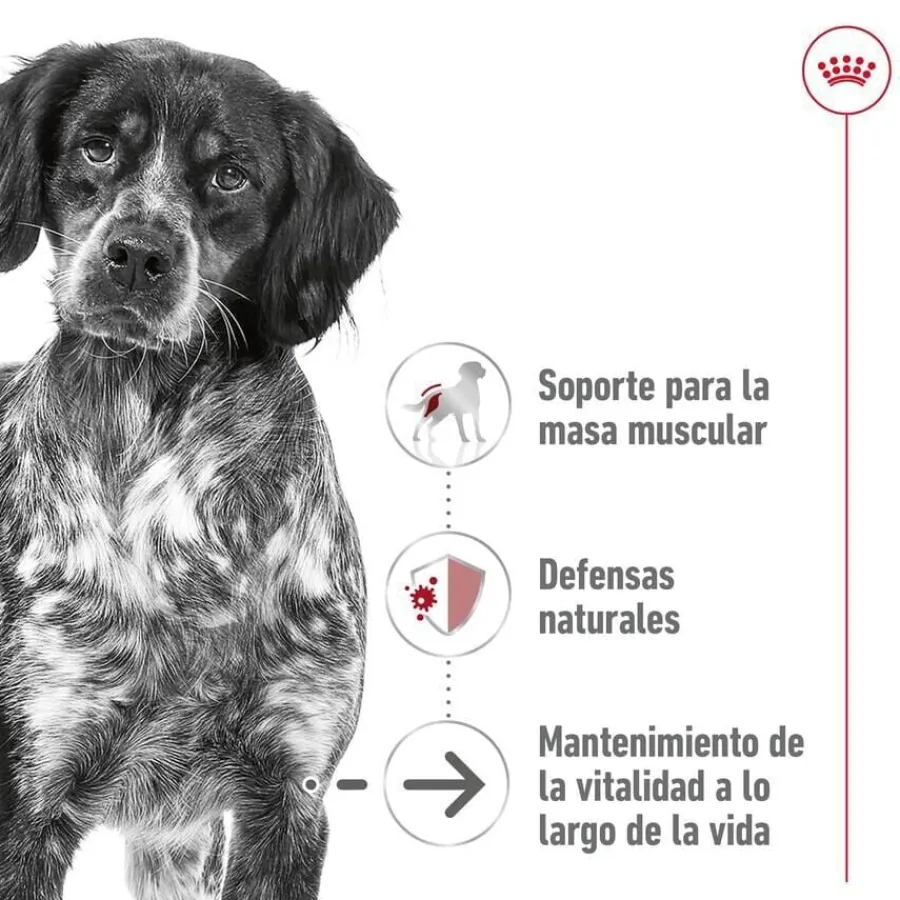 Royal Canin Medium Ageing sobre en salsa para perros Online