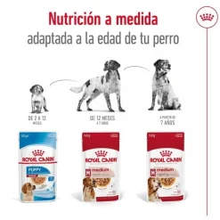 Royal Canin Medium Ageing sobre en salsa para perros Online