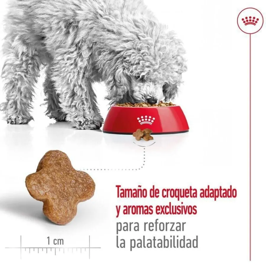 Royal Canin Mini 8+ Adult pienso para perros New