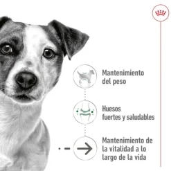 Royal Canin Mini 8+ Ageing lata para perros Discount