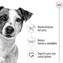 Royal Canin Mini Adult sobre en salsa para perros Best