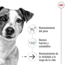 Royal Canin Mini Ageing +12 pienso para perros Discount