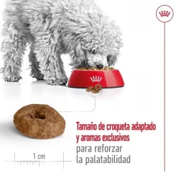 Royal Canin Mini Ageing +12 pienso para perros Discount