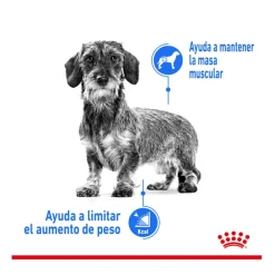 Royal Canin Mini Light Weight Care pienso para perros Sale