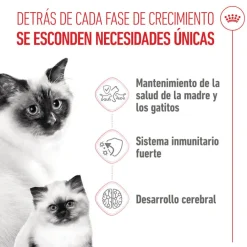 Royal Canin Mother & Babycat pienso para gatos Best