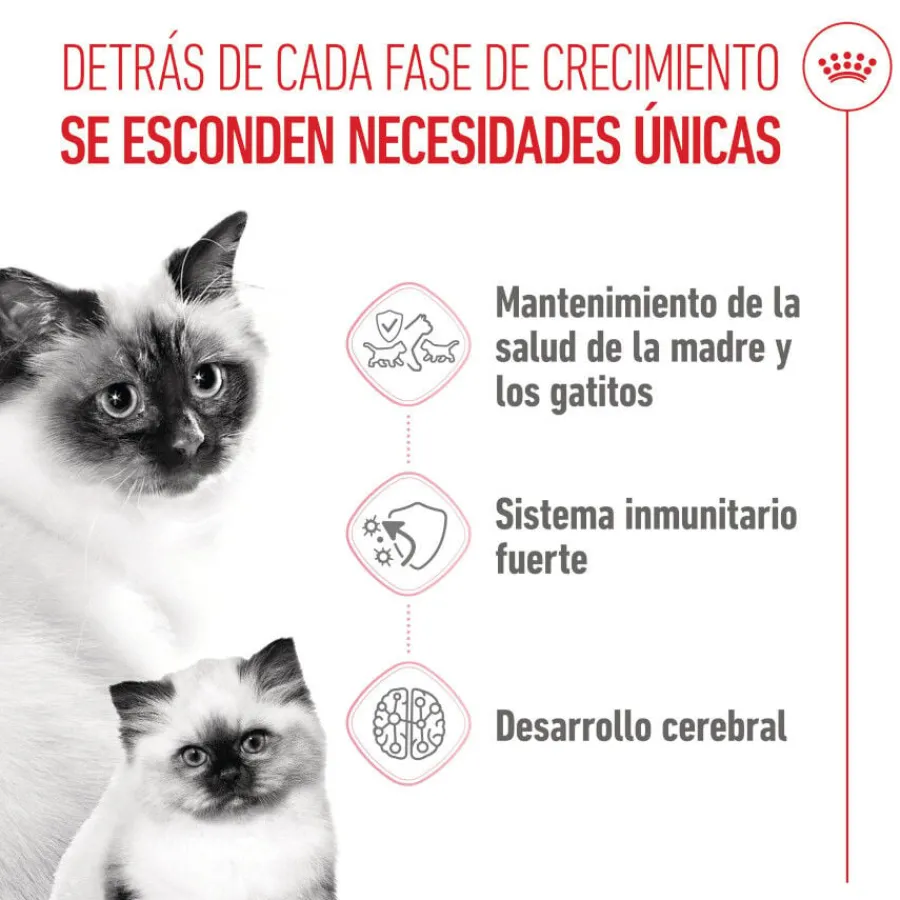 Royal Canin Mother & Babycat pienso para gatos Best