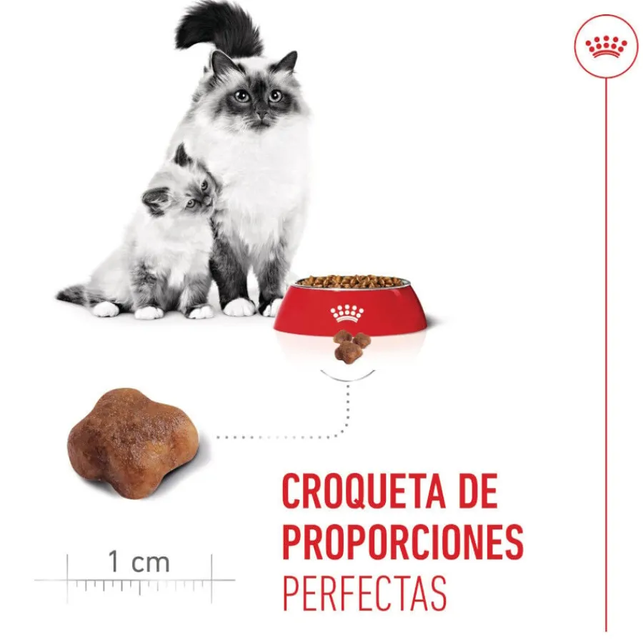 Royal Canin Mother & Babycat pienso para gatos Best