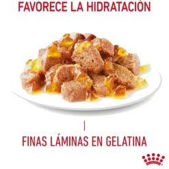 Royal Canin Nutrition Appetite Control Care gelatina para gatos New