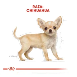 Royal Canin Puppy Chihuahua pienso para cachorros Clearance