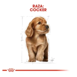 Royal Canin Puppy Cocker pienso para perros Online