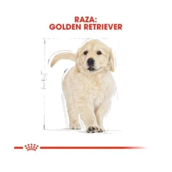 Royal Canin Puppy Golden Retriever pienso para perros New