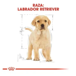 Royal Canin Puppy Labrador Retriever pienso para perros Best